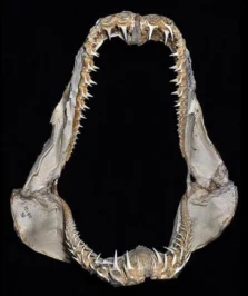 Kaken van de kleintandzandtijgerhaai Odontaspis ferox