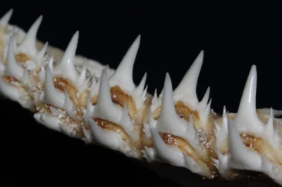 Zijtanden van de kleintandzandtijgerhaai Odontaspis ferox