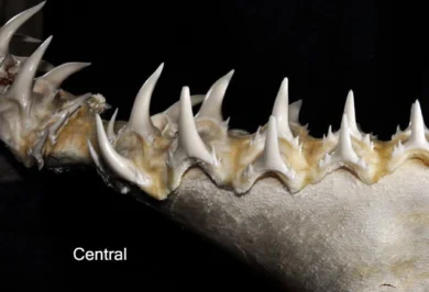 Centrale ondertanden van de kleintandzandtijgerhaai Odontaspis ferox