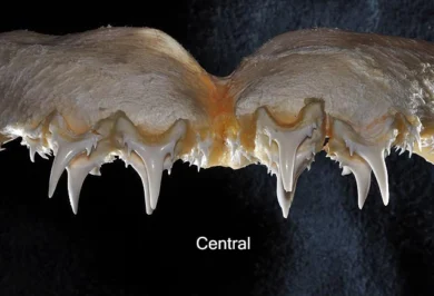 Centrale boventanden van de kleintandzandtijgerhaai Odontaspis ferox