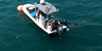 Onderzoeker zendt een witte haai op afstand vanaf een boot
