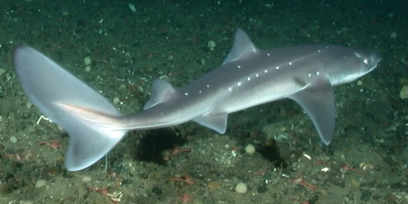 Pacifische doornhaai Squalus suckleyi