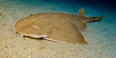 Pacifische engelhaai Squatina californica