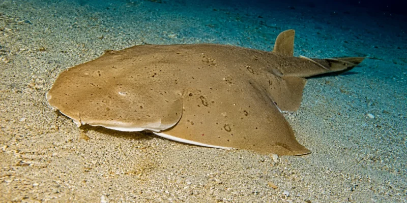 Pacifische engelhaai Squatina californica