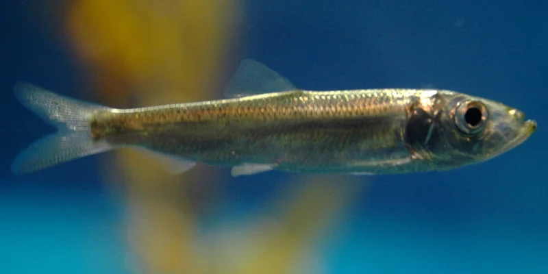 Pacifische haring zwemt voor een blauwe achtergrond