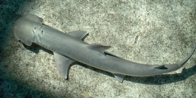 Pacifische kaphamerhaai (Sphyrna vespertina)