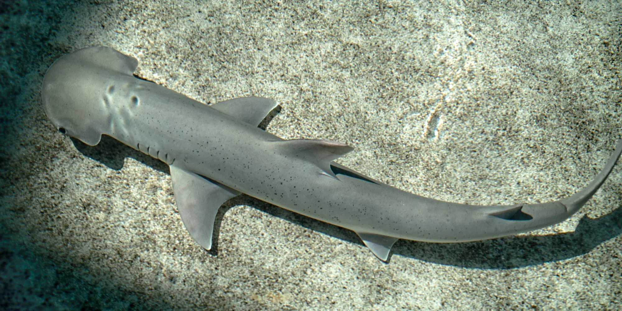 Pacifische kaphamerhaai (Sphyrna vespertina)