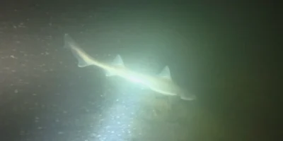 Haai in het licht van een duiklamp bij Plompe Toren, beeld uit de video van Bram Lamens