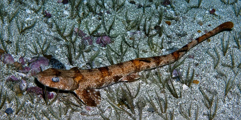Pofadderschaamhaai Haploblepharus edwardsii op de zeebodem