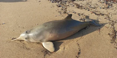 Aangespoelde La Plata-dolfijn (Pontoporia blainvillei) op een strand