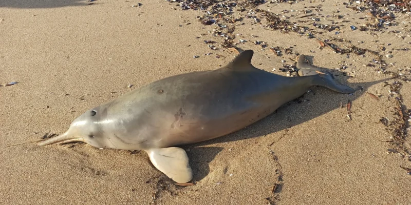 Aangespoelde La Plata-dolfijn (Pontoporia blainvillei) op een strand