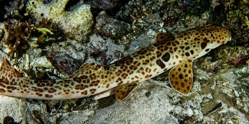Raja Ampat-epaulethaai Hemiscyllium freycineti op rotsachtige bodem