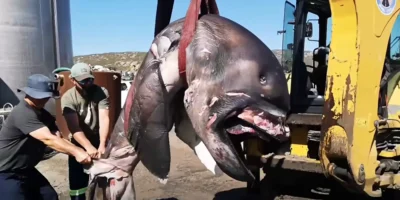 Reuzenbekhaai uit St Helena Bay die met een graafmachine wordt vervoerd