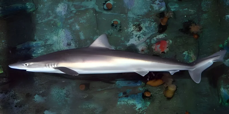 Ruwe haai Galeorhinus galeus