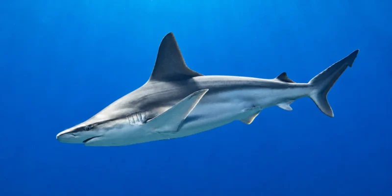 Zandbankhaai Carcharhinus plumbeus in blauw water