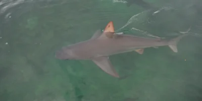 Zandbankhaai vlak onder het wateroppervlak bij Kāneʻohe, Hawaii