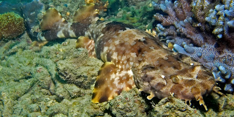 Sierlijke tapijthaai Orectolobus ornatus rust op het Groot Barrièrerif