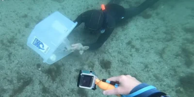 Kleine kathai wordt bij Lysekil vrijgelaten