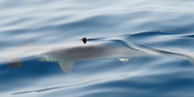 Gladde hamerhaai (Sphyrna zygaena) aan het zeeoppervlak