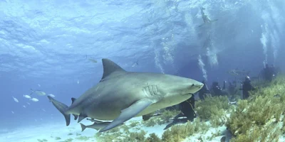 Stierhaai (Carcharhinus leucas) boven de zeebodem op de Bahama's