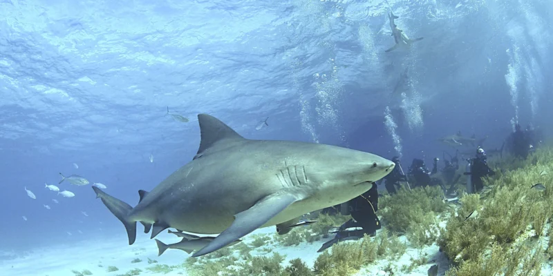 Stierhaai (Carcharhinus leucas) boven de zeebodem op de Bahama's