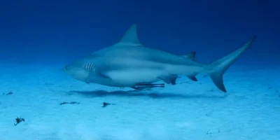 Stierhaai Carcharhinus leucas zwemt boven het zand bij Playa del Carmen