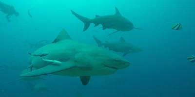 Meerdere stierhaaien zwemmen bij duikers tijdens een haaienduik bij Beqa op Fiji