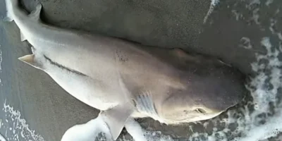 Stompneus-zeskieuwshaai op het strand van Follonica