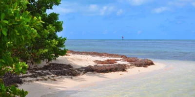 Zandstrand, mangroven en ondiep water op Boca Grande Key in de Florida Keys