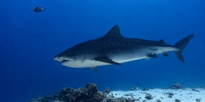 Tijgerhaai Galeocerdo cuvier zwemt boven zand