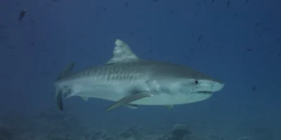 Tijgerhaai die boven de zeebodem zwemt