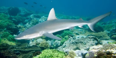 Tolhaai Carcharhinus brevipinna