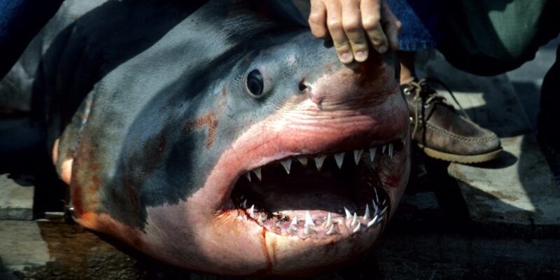 Dode witte haai carcharodon carcharias met open bek