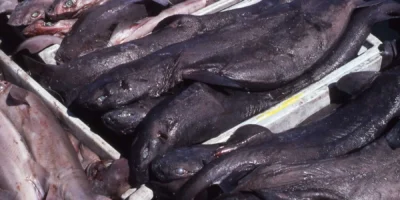 Valse doornhaaien Dalatias licha in een kist op een markt in Spanje