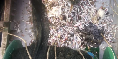 Vangst met een rog als bijvangst op een vissersboot
