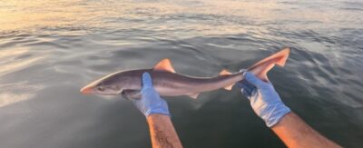 Een jonge ruwe haai wordt met blauw gehandschoende handen boven het water gehouden