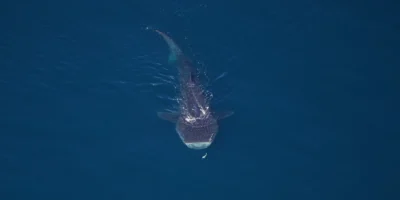 Luchtfoto van een walvishaai in het Northeast Canyons and Seamounts Marine National Monument
