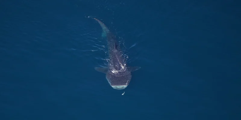 Luchtfoto van een walvishaai in het Northeast Canyons and Seamounts Marine National Monument