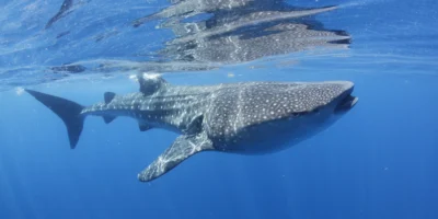 Walvishaai vlak onder het wateroppervlak bij Isla Mujeres