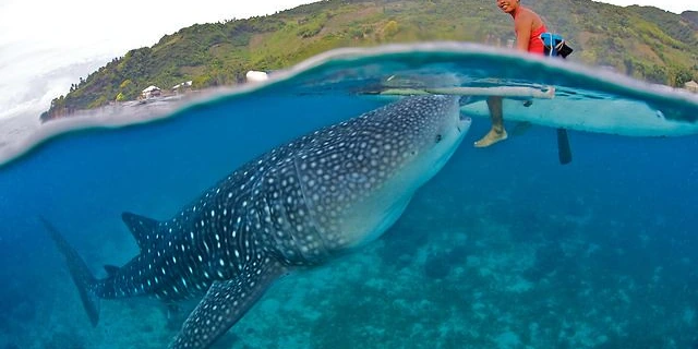 Walvishaai zwemt vlak onder het wateroppervlak voor Oslob, Cebu