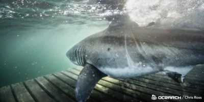 Witte haai onder water tijdens een OCEARCH-expeditie voor de kust van Nova Scotia