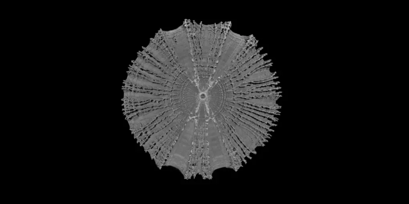 Micro-CT-scan van één wervel van de gewone voshaai