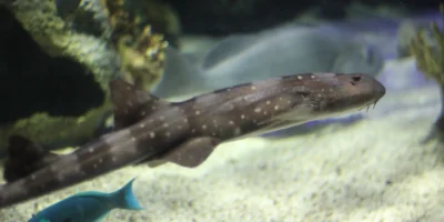 Witgevlekte bamboehaai Chiloscyllium plagiosum