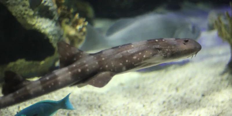 Witgevlekte bamboehaai Chiloscyllium plagiosum