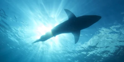 Witte haai onder het wateroppervlak