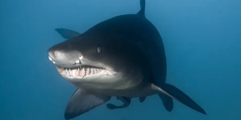Zandtijgerhaai Carcharias taurus van voren