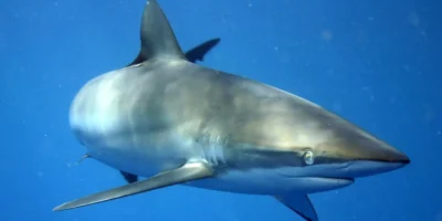 Zijdehaai Carcharhinus falciformis voor Cuba