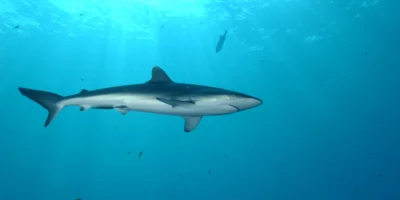 Zijdehaai onder een drijvend visaggregatieapparaat voor de Seychellen